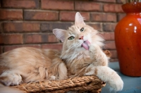 Picture of orange tabby licking paw