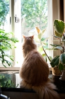 Picture of orange tabby looking out window