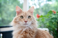 Picture of orange tabby looking out