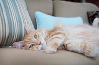 Picture of orange tabby lying down