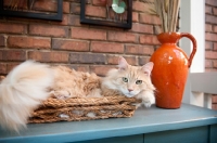 Picture of orange tabby lying in basket
