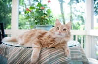 Picture of orange tabby lying on table