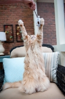 Picture of orange tabby reaching for toy