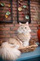 Picture of orange tabby sitting in basket