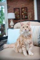 Picture of orange tabby sitting on chair