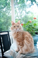 Picture of orange tabby sitting on table
