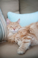 Picture of orange tabby sleeping