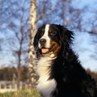 Picture of orberga achilles,  bernese mountain dog in sweden