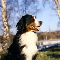 Picture of orberga achilles bernese mountain dog in sweden head study