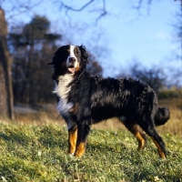 Picture of orberga achilles, bernese mountain dog in sweden