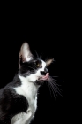 Picture of Orienal Shorthair cat, adult licking her mouth after eating