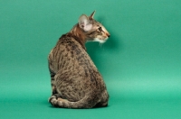 Picture of Oriental Shorthair back view, Brown Spotted Tabby colour