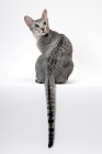 Picture of Oriental Shorthair back view on white background, Silver Spotted Tabby