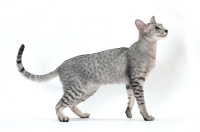 Picture of Oriental Shorthair back view on white background, Silver Spotted Tabby