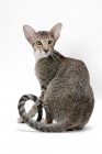 Picture of Oriental Shorthair, back view