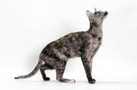 Picture of Oriental Shorthair, black smoke tortie, looking up