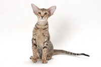 Picture of Oriental Shorthair, Brown Spotted Tabby colour, sitting