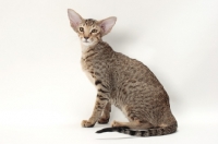 Picture of Oriental Shorthair, Brown Spotted Tabby colour, sitting on white background