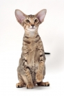 Picture of Oriental Shorthair, Brown Spotted Tabby colour, front view