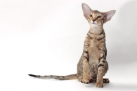 Picture of Oriental Shorthair, Brown Spotted Tabby colour, one leg up