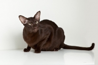 Picture of oriental shorthair cat in front of camera