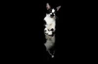 Picture of oriental shorthair cat leaning on table, black reflection