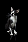 Picture of Oriental Shorthair cat looking aside, sitting down