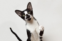 Picture of oriental shorthair cat looking at camera, one paw up