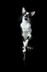 Picture of Oriental Shorthair cat looking up, front view