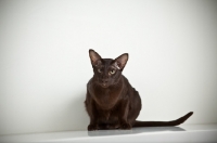 Picture of oriental shorthair cat relaxing on kitchen shelf