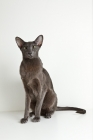 Picture of oriental shorthair cat sitting and looking at camera