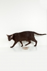 Picture of oriental shorthair cat walking past food