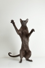 Picture of oriental shorthair cat with both legs up