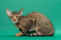 Picture of Oriental Shorthair crouching, Brown Spotted Tabby colour