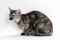 Picture of Oriental Shorthair crouching, black smoke tortie colour