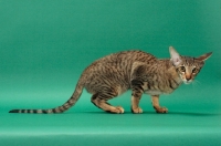 Picture of Oriental Shorthair crouching, Brown Spotted Tabby colour