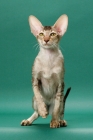 Picture of Oriental Shorthair front view, Chestnut Silver Ticked Tabby colour