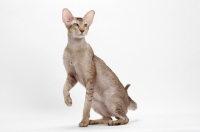Picture of Oriental Shorthair full body, Chocolate Silver Ticked Tabby, sitting