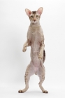 Picture of Oriental Shorthair full body, Chocolate Silver Ticked Tabby, front legs up
