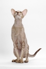 Picture of Oriental Shorthair full body, Chocolate Silver Ticked Tabby, looking up