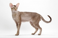 Picture of Oriental Shorthair full body, Chocolate Silver Ticked Tabby, standing