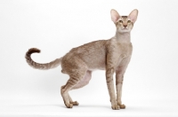 Picture of Oriental Shorthair full body, Chocolate Silver Ticked Tabby