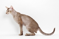 Picture of Oriental Shorthair full body, Chocolate Silver Ticked Tabby, side view