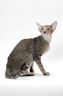 Picture of Oriental Shorthair in studio