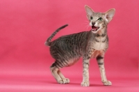 Picture of Oriental Shorthair licking lips on pink background, blue mackerel tabby 