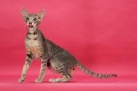 Picture of Oriental Shorthair licking lips on pink background, blue mackerel tabby 