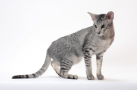Picture of Oriental Shorthair looking away on white background, Silver Spotted Tabby