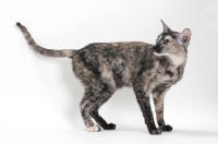 Picture of Oriental Shorthair looking back, black smoke tortie colour