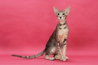Picture of Oriental Shorthair on pink background, blue mackerel tabby 