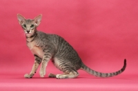 Picture of Oriental Shorthair on pink background, blue mackerel tabby 
